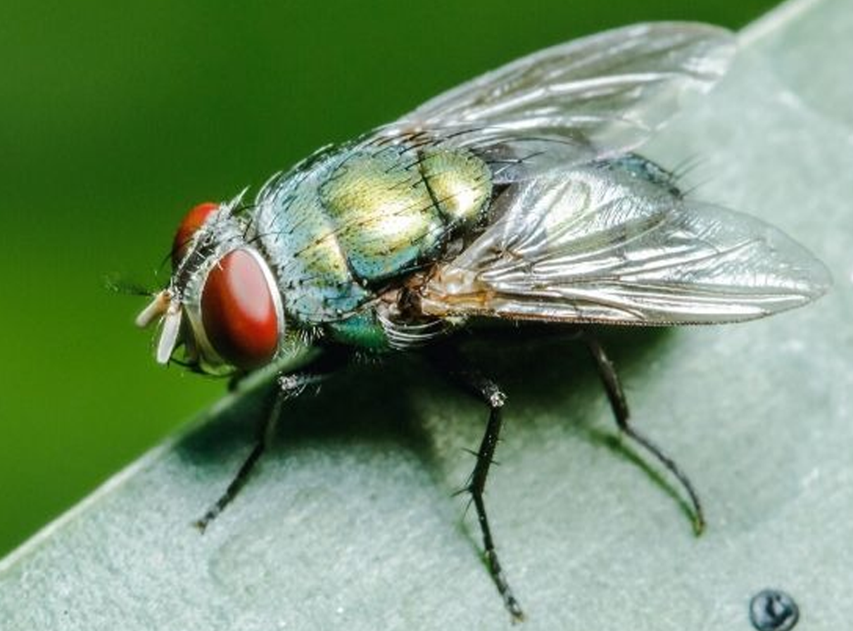 Flies Control Services