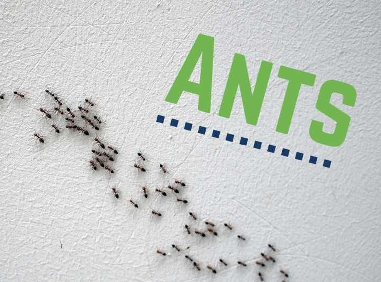 Ant Control Services